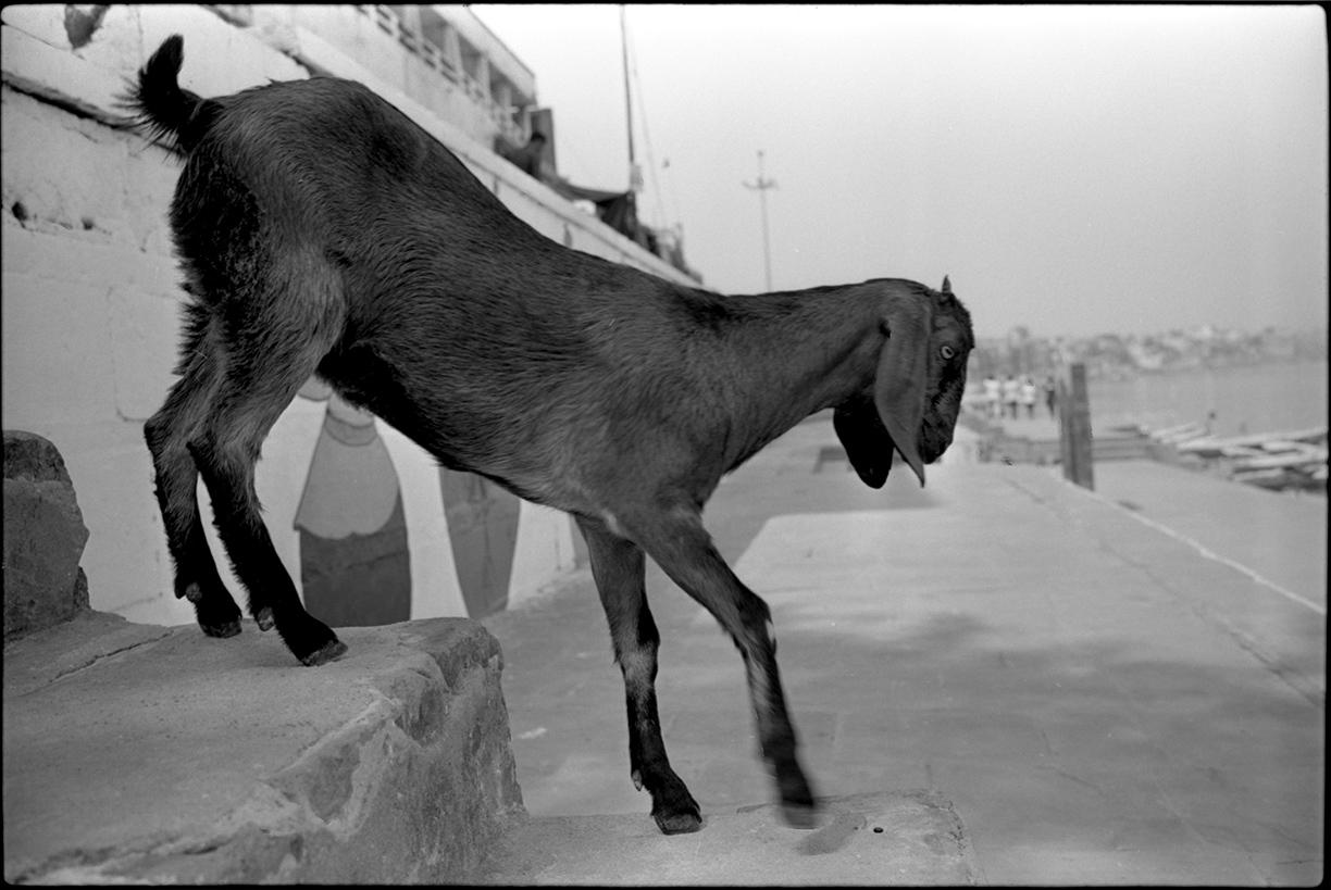 india goats varanasi>
														<!--div class=