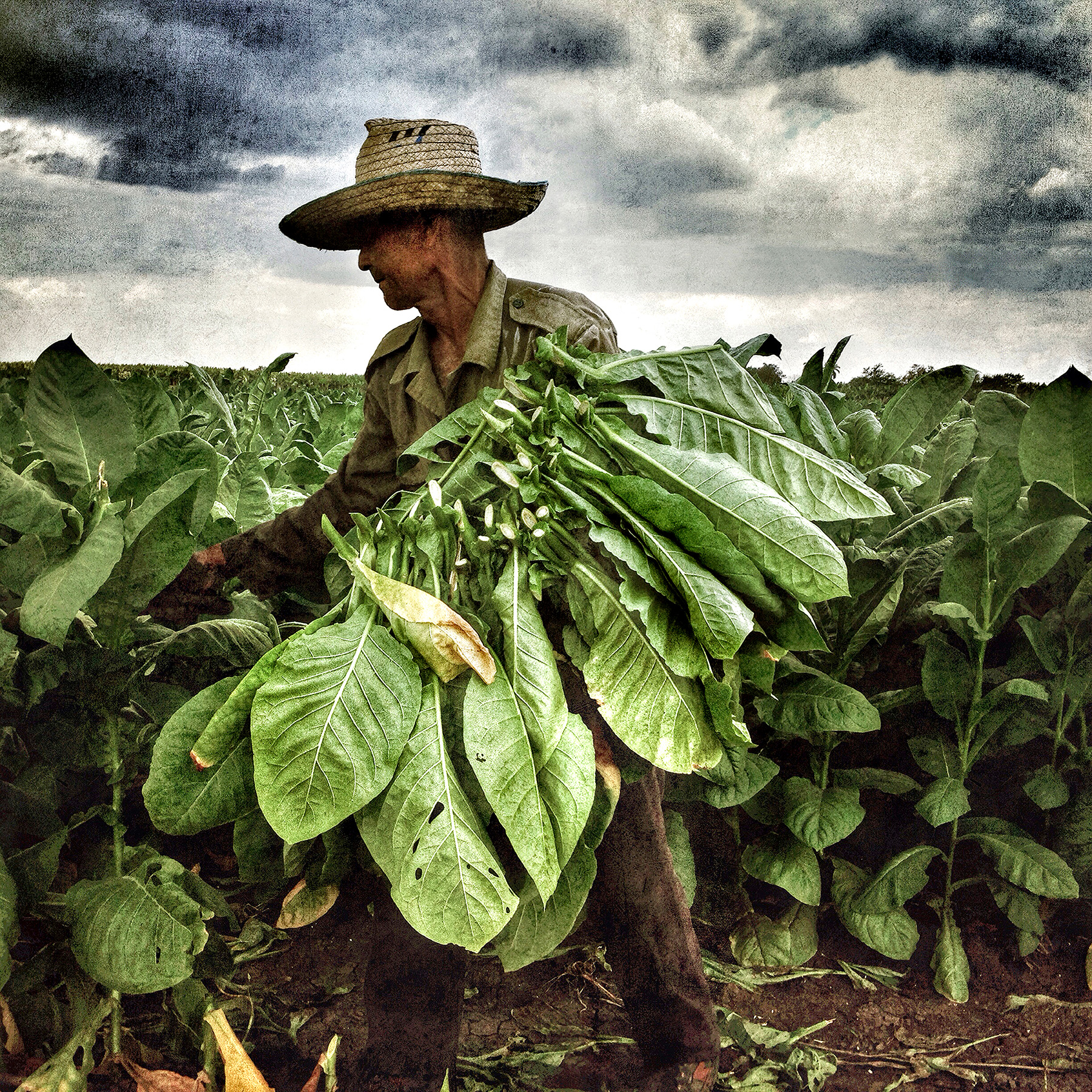 Cuba_tobacco_farmer>
														<!--div class=