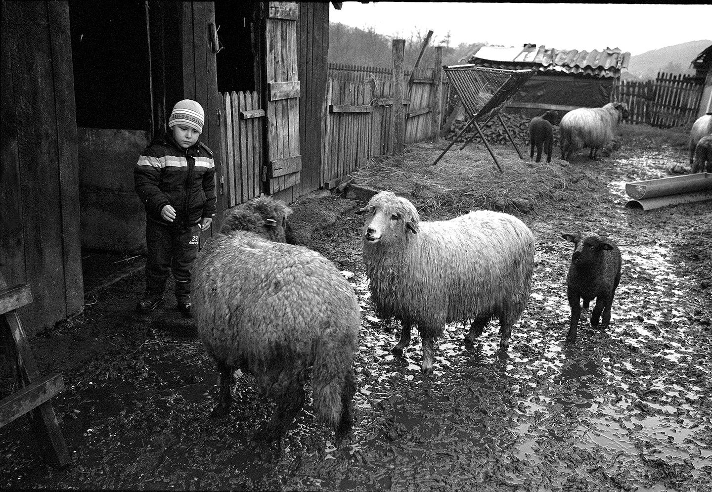 romania boy sheeps>
														<!--div class=