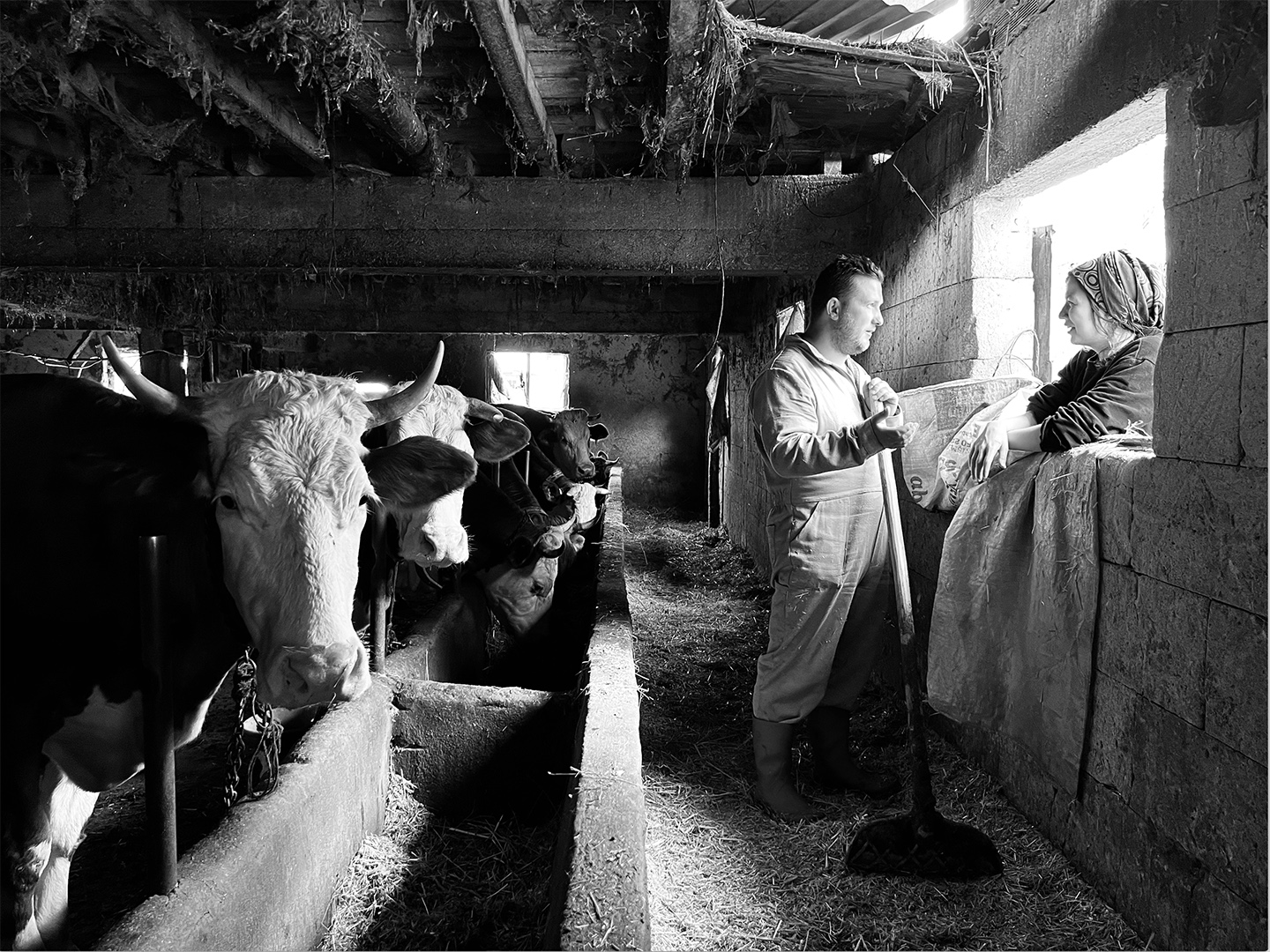 barn cows couple>
														<!--div class=