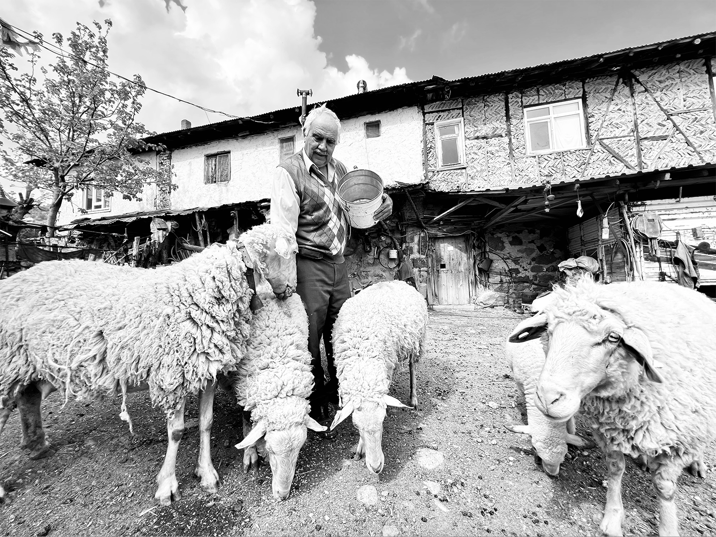 sheep barn turkey>
														<!--div class=